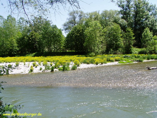 Die Isar bei Moosburg.