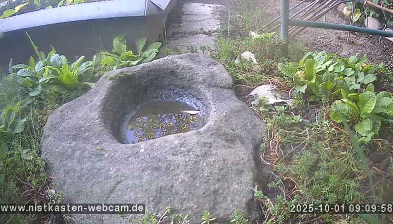 nistkasten-webcam